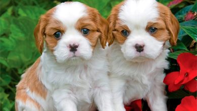 Cavalier King Charles Spaniel Puppies Calendar 2027