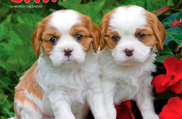 Cavalier King Charles Spaniel Puppies Calendar 2027
