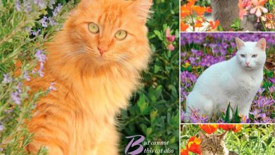 Cat Lovers Calendar 2027