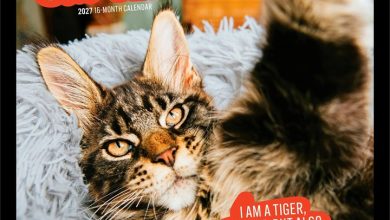 Cat Selfies Calendar 2027