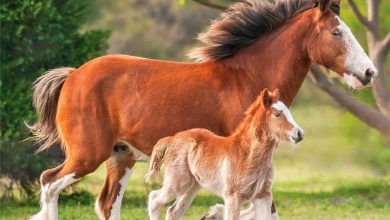 Clydesdales Calendar 2027
