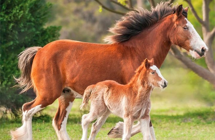Clydesdales Calendar 2027