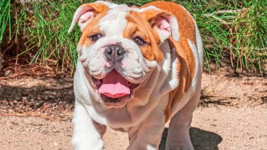 Bulldog Puppies Calendar 2027
