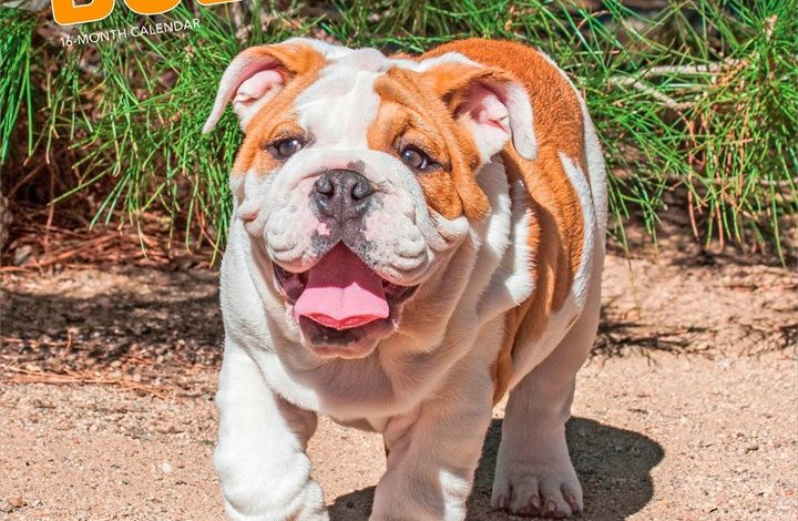 Bulldog Puppies Calendar 2027