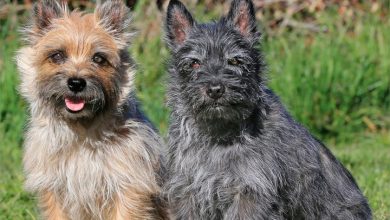Cairn Terriers Calendar 2027