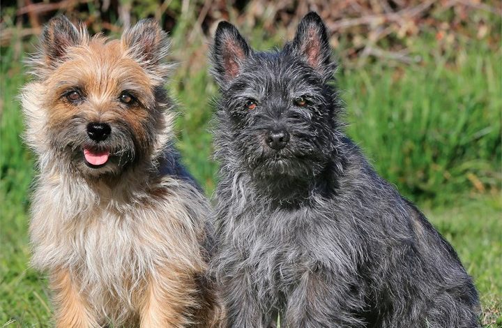 Cairn Terriers Calendar 2027