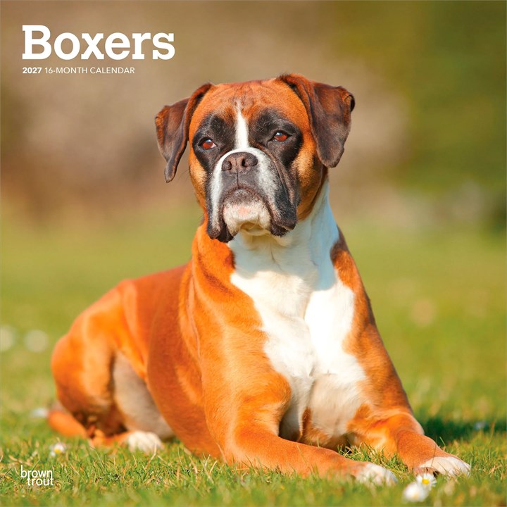 Boxers Calendar 2027