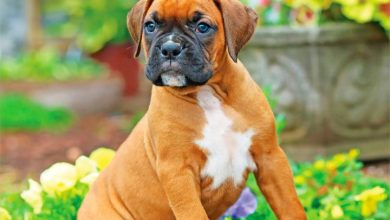Boxer Puppies Mini Calendar 2027