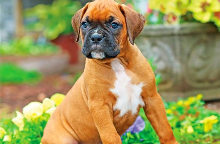 Boxer Puppies Mini Calendar 2027