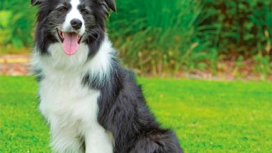 Border Collies Calendar 2027