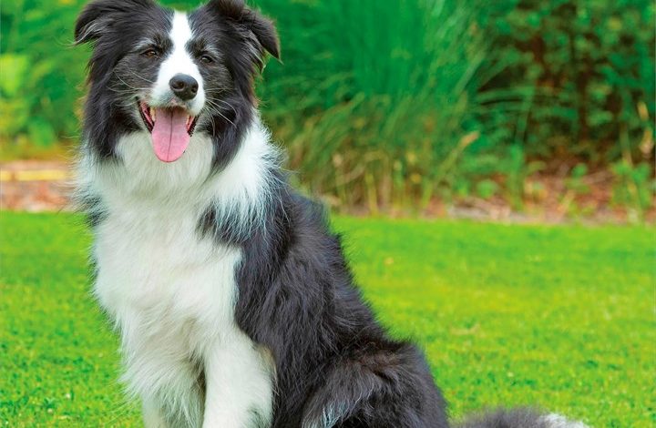 Border Collies Calendar 2027