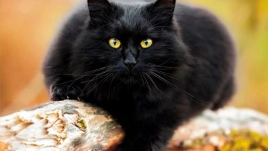 Black Cats Mini Calendar 2027
