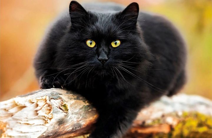 Black Cats Mini Calendar 2027