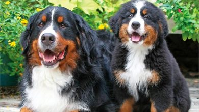 Bernese Mountain Dogs Calendar 2027