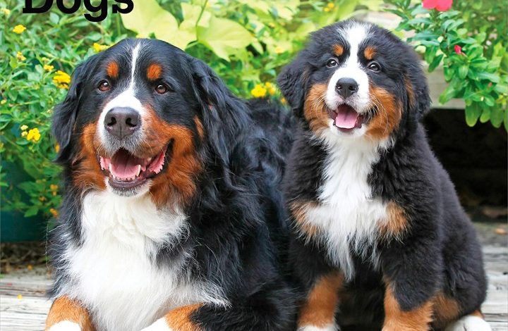 Bernese Mountain Dogs Calendar 2027