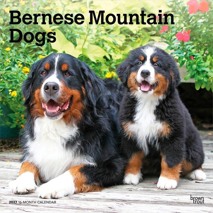 Bernese Mountain Dogs Calendar 2027