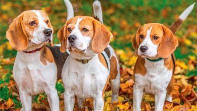Beagles Calendar 2027