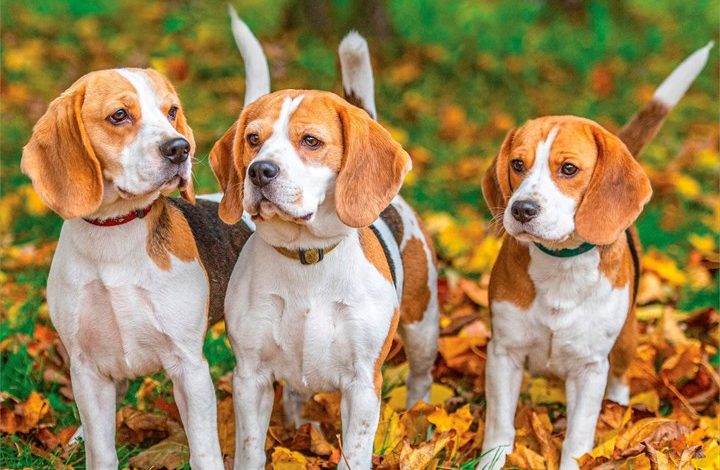 Beagles Calendar 2027