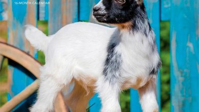 Baby Goats Calendar 2027