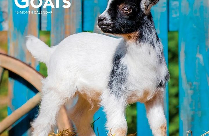 Baby Goats Calendar 2027