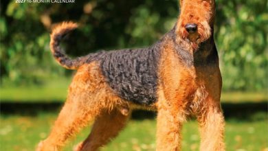 Airedale Terriers Calendar 2027