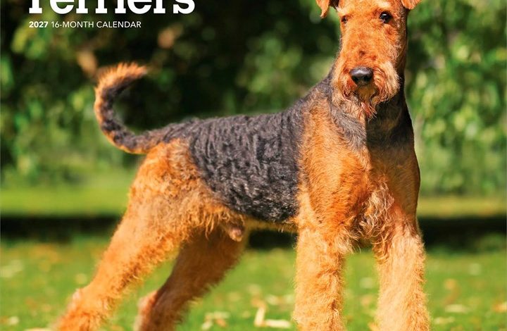 Airedale Terriers Calendar 2027