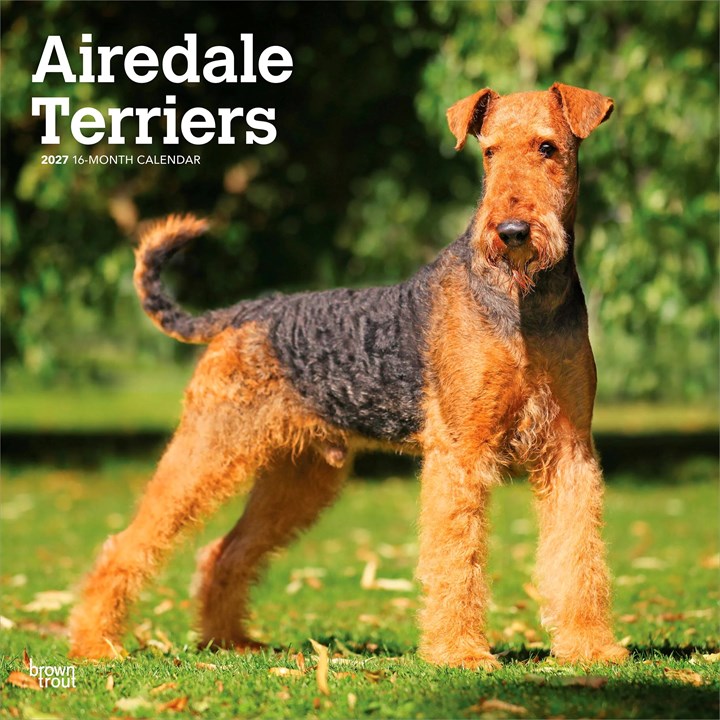 Airedale Terriers Calendar 2027