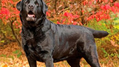 Black Labs Calendar 2027