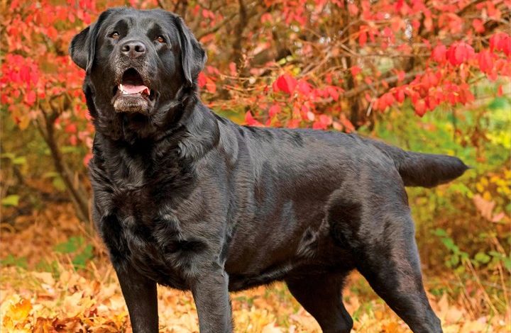 Black Labs Calendar 2027