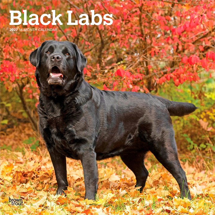 Black Labs Calendar 2027