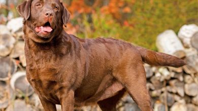 Chocolate Labs Calendar 2027