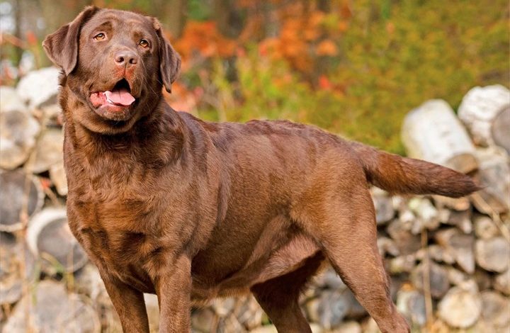 Chocolate Labs Calendar 2027