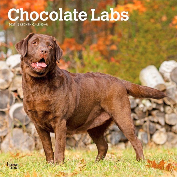 Chocolate Labs Calendar 2027