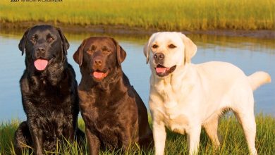 For The Love Of Labrador Retrievers Deluxe Calendar 2027