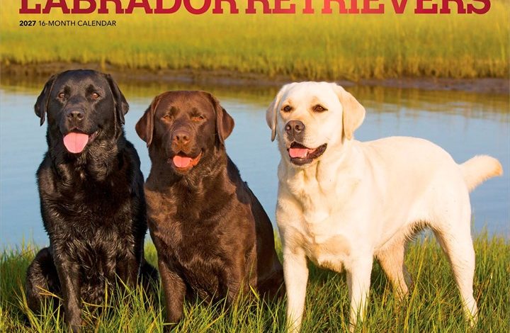 For The Love Of Labrador Retrievers Deluxe Calendar 2027