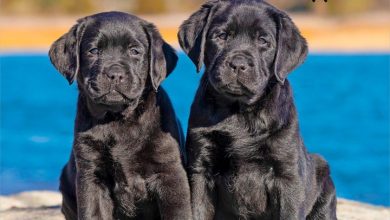 Black Lab Puppies Calendar 2027