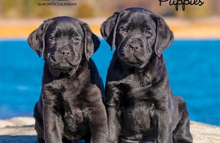 Black Lab Puppies Calendar 2027