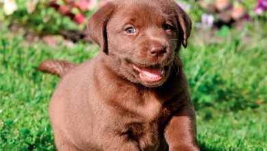 Chocolate Lab Puppies Calendar 2027
