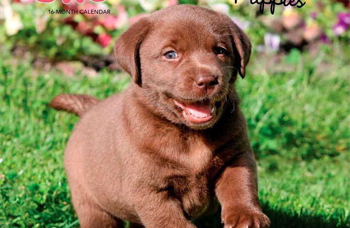 Chocolate Lab Puppies Calendar 2027