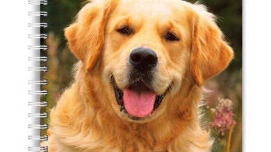 Golden Retrievers A5 Diary 2027