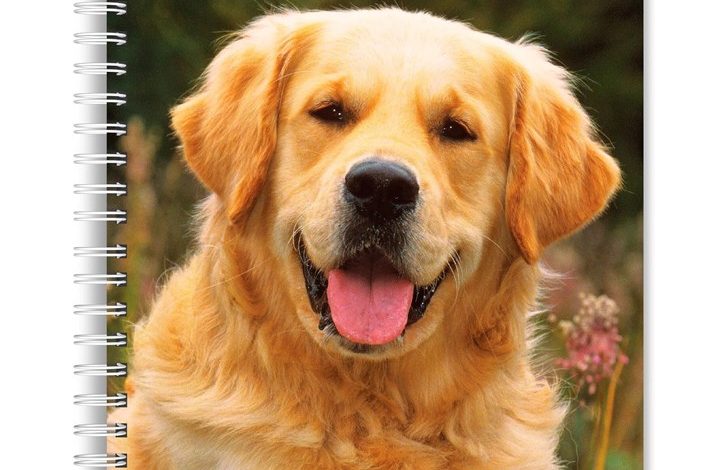 Golden Retrievers A5 Diary 2027