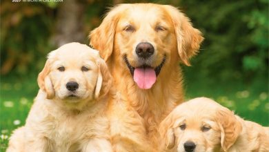 For The Love Of Golden Retrievers Deluxe Calendar 2027