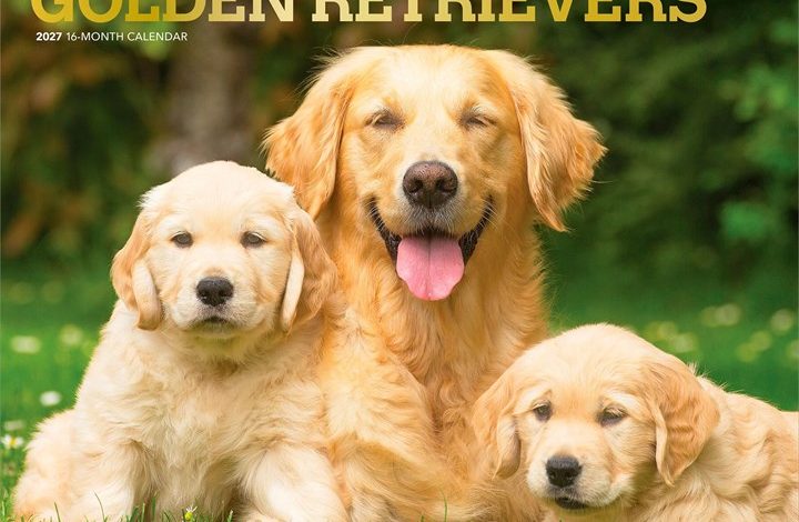 For The Love Of Golden Retrievers Deluxe Calendar 2027