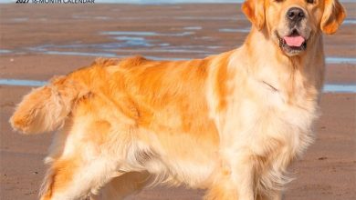 Golden Retrievers Calendar 2027
