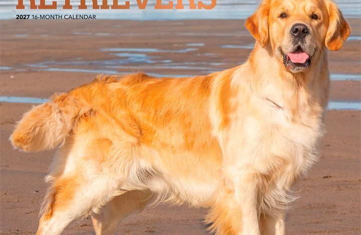 Golden Retrievers Calendar 2027