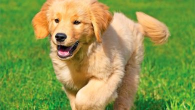 Golden Retriever Puppies Mini Calendar 2027