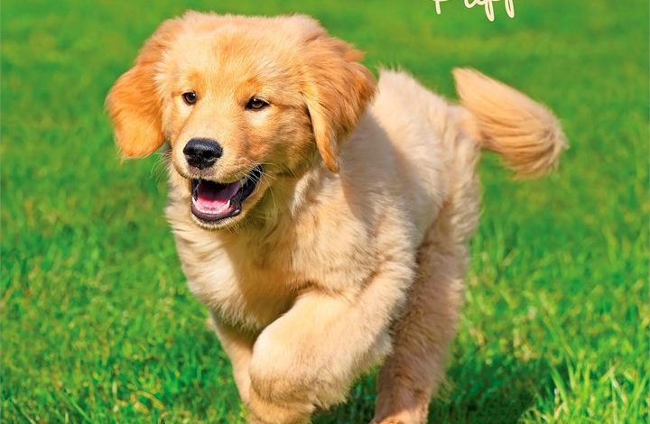 Golden Retriever Puppies Mini Calendar 2027