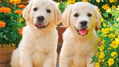 Golden Retriever Puppies Calendar 2027