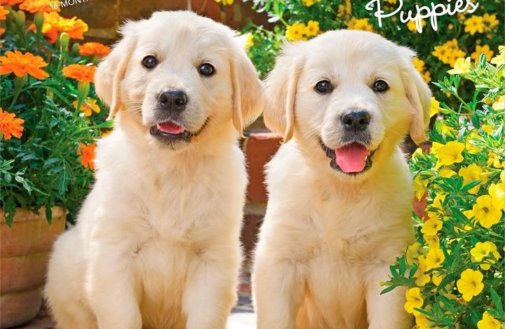 Golden Retriever Puppies Calendar 2027