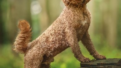 Goldendoodles Calendar 2027